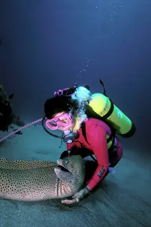 Favagineus: Diver with Tessellate / Green Moray Eel