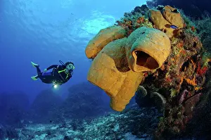 Poriferas: Diver and Tube sponges