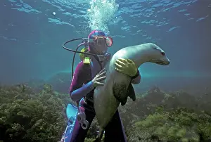 Valerie: Diver - Valerie Taylor with Australian Sealion