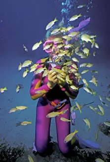 Bread: Diver Valerie Taylor - feeding blue banded snapper