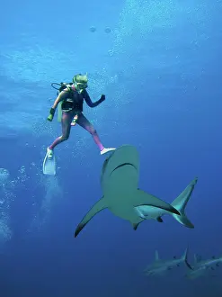 Valerie: Diver Valerie Taylor & Grey Reef shark