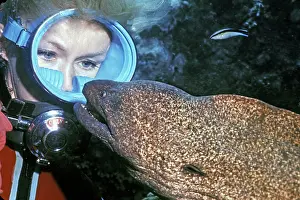 Valerie: Diver (Valerie Taylor) - With Harry a moray eel