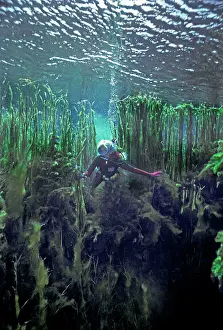 Chasm: Diver - Valerie Taylor swimming into the great