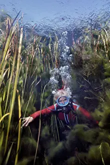 Sinkhole: DIVER, Valerie Taylor - swimming through weeds