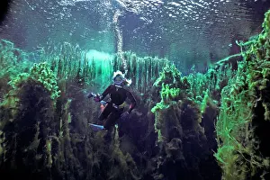 Sinkhole: Diver Valerie Taylor swimming through weeds in
