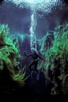 Sinkhole: Diver Valerie Taylor - swimming through weeds over