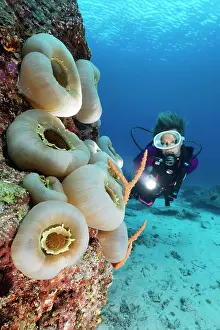 Disc: Diver viewing Disc Anemone, Giant Cup Mushroom (Amplexidiscu