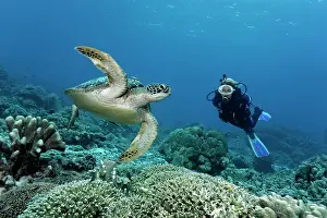 Mydas: Diver watching a green sea turtle (Chelonia mydas)