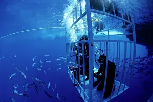 Profession: divers in shark cage with great white shark circling, Carcha