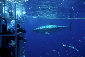 Profession: divers in shark cage with great white shark circling, Carcha