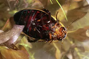 Coleopteran: Diving Beetle