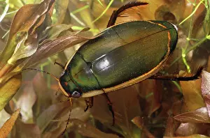 Coleopteran: Diving Beetle