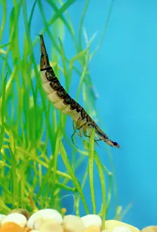 Sulcatus: Diving Beetle larva swimming