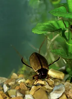Tank: Diving Beetle on bottom of tank