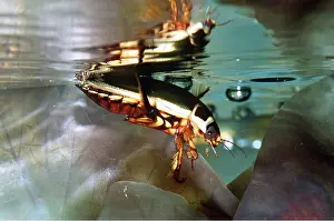 Ken Lucas: DIVING BEETLE - underwater