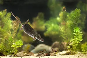 Shrew: Diving Eurasian Water Shrew (Neomys fodiens), l