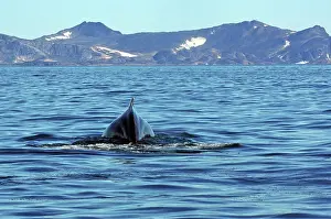 Fisch: Diving humpback whale from behind, Tasilaq, Ammassalik