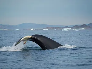 Fjord: Diving Humpback whale in the Sermilik fjord in East
