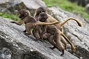 Hatchlings: Djelada or blood-breasted baboon (Theropithecus gelada)