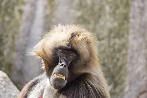 Landmarks: Djelada, blood-breasted baboon (Theropithecus gelada) at Wilhelma
