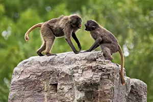Fight: Two djeladas or blood-breasted baboons (Theropithecus gelada)