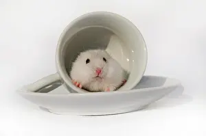 Hamster: Djungarian hamster (Phodopus sungorus), wild-coloured
