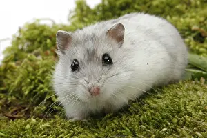 Hamsters: Djungarian hamster (Phodopus sungorus)