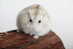 Phodopus: Djungarian hamster (Phodopus sungorus) sits on wood