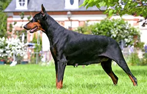 Pinschers: Doberman