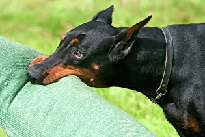 Pinschers: Doberman - biting on toy