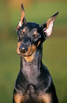 Pinschers: Doberman Dog
