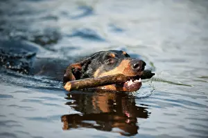 Pinschers: Doberman fetching a stick out of the water