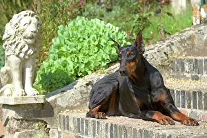 Pinschers: Doberman - lying on steps