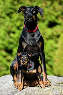 Differently: Doberman and a Miniature Pinscher sitting on a rock