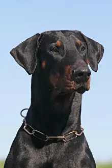 Dobermanns: Doberman Pinscher, portrait Dobermann, Portzr&, x4d2c;