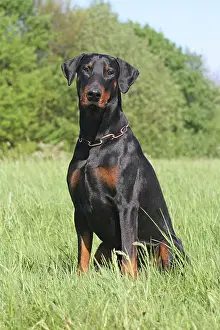 Dobermanns: Doberman Pinscher sitting on a meadow Dobermann