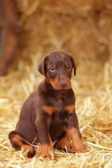 Doberman: Doberman, puppy, 5 weeks, sitting in the straw