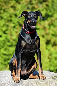 Singly: Doberman sitting on a rock, North Tyrol, Austria