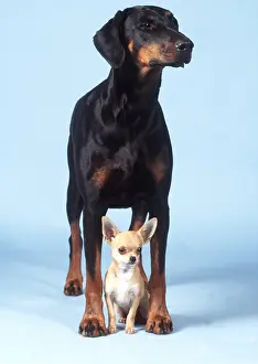 Pinschers: Dobermann / Doberman Pinscher and Chihuahua DOGS
