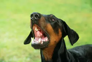 Dobermanns: Dobermann / Doberman Pinscher Dog - aggressive