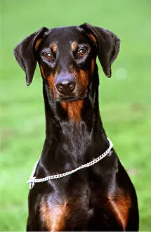 Neck: Dobermann / Doberman Pinscher DOG - with chain choker