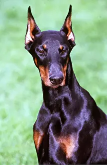 Pinschers: Dobermann / Doberman Pinscher DOG - head and shoulders