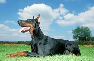 Pinschers: Dobermann / Doberman Pinscher DOG - lying, with tongue out