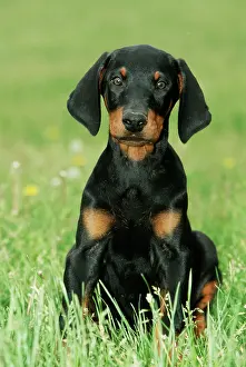 Pinschers: Dobermann / Doberman Pinscher DOG - puppy, with long ears