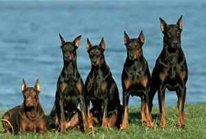 Pinschers: Dobermann / Doberman Pinscher Dogs - Row of 5 sitting