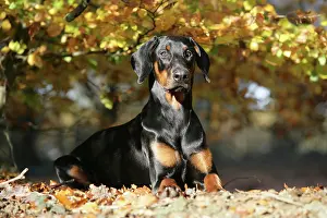 Dobermanns: Dobermann dog in autumn