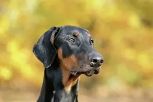 Dobermanns: Dobermann dog, in autumn