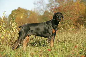 Dobermanns: Dobermann dog in autumn