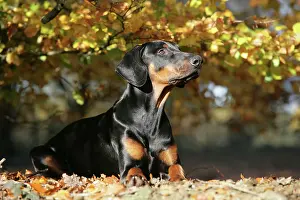 Dobermanns: Dobermann dog in autumn