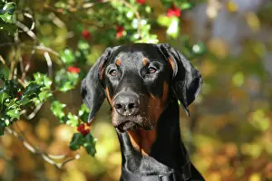 Dobermanns: Dobermann dog with autumn leaves & holly